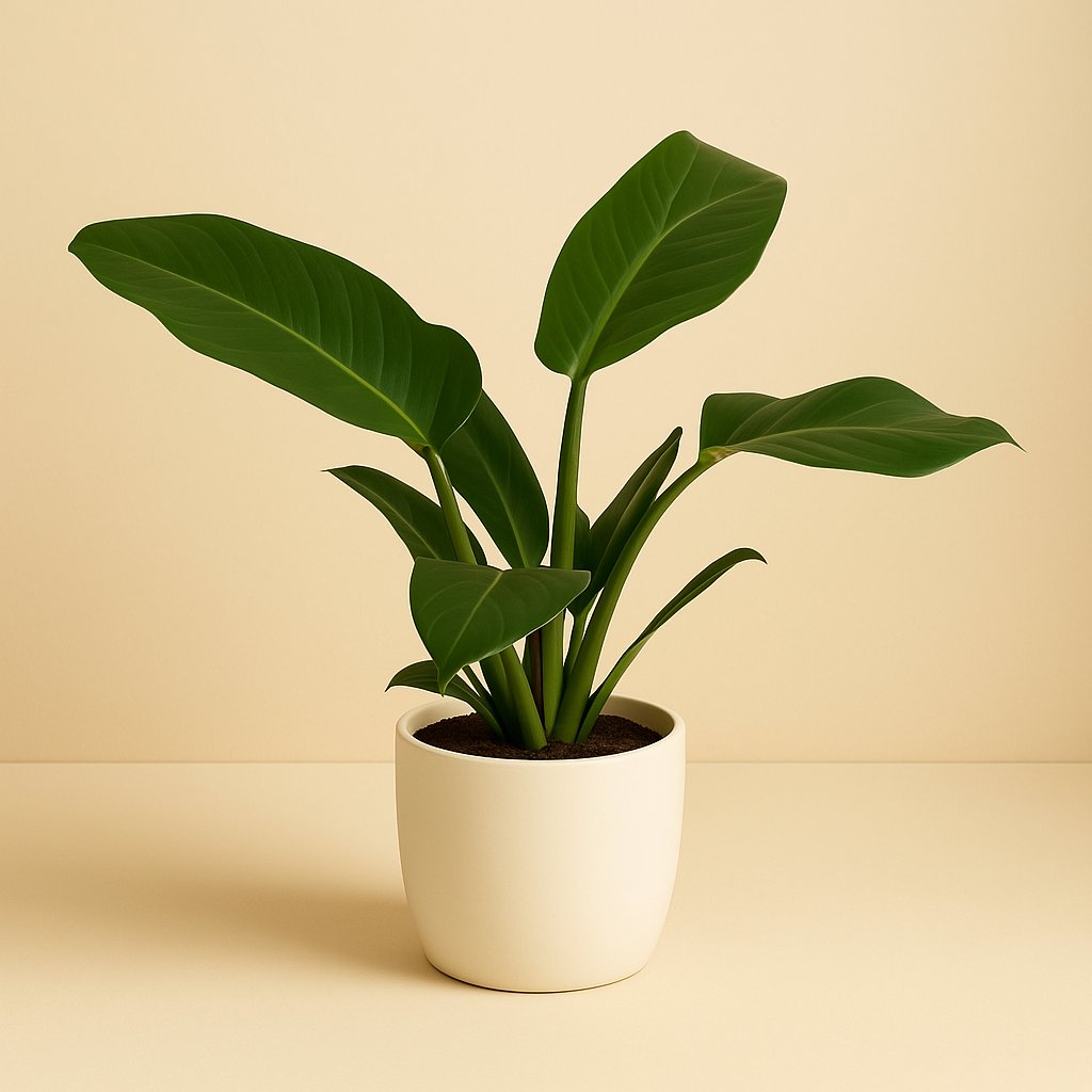 Philodendron Imperial Green - 50cm in einem modernen Studio mit modernem Topf