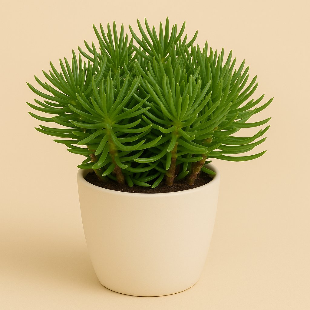 Senecio Himalaya - 15cm