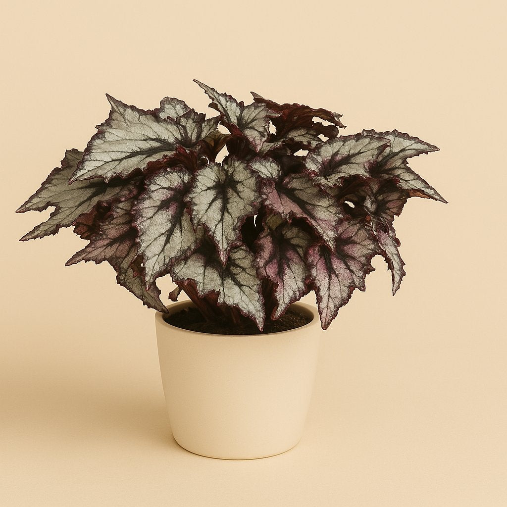 Begonia Rex Coco - 25cm in einem modernen Studio mit modernem Topf