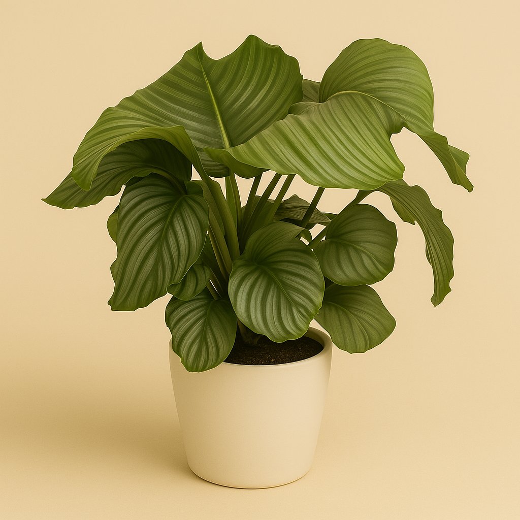 Calathea Orbifolia - 70cm
