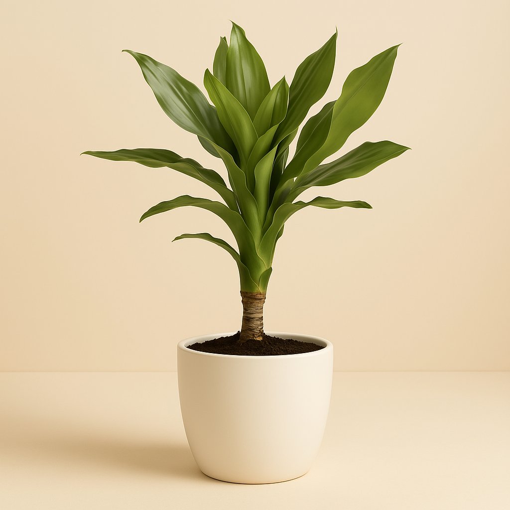 Dracaena Janet Lind - 55cm