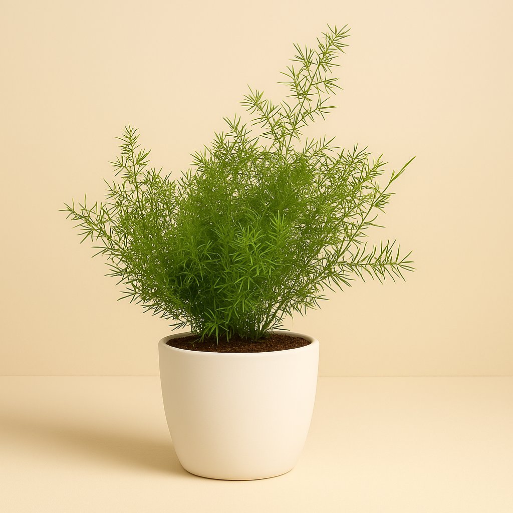 Asparagus Sprengeri - 45cm in einem modernen Studio mit modernem Topf