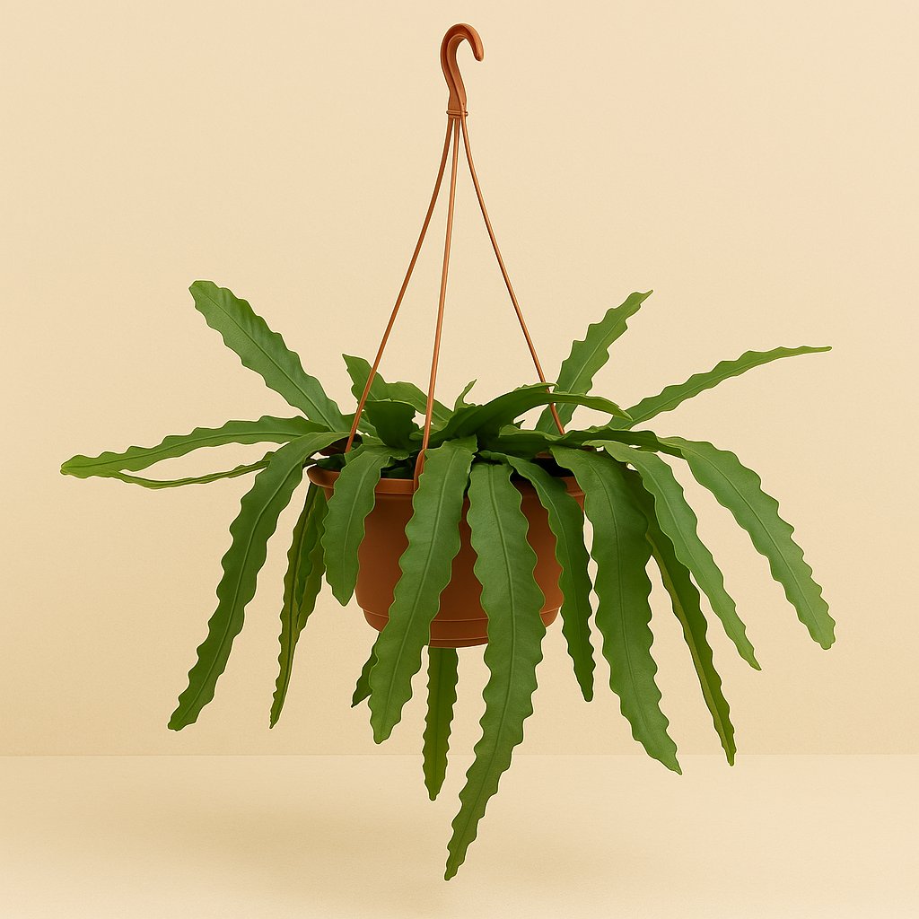 Lepismium Houletianum - 50cm in einem modernen Studio mit modernem Topf