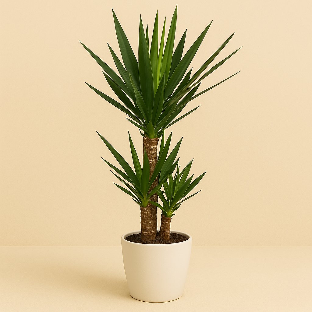 Yucca Elephantipes - 90cm in einem modernen Studio mit modernem Topf