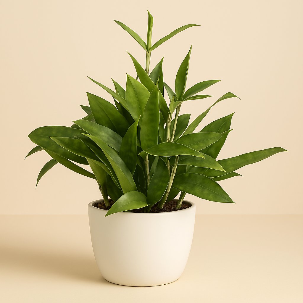 Dracaena Surculosa - 40cm