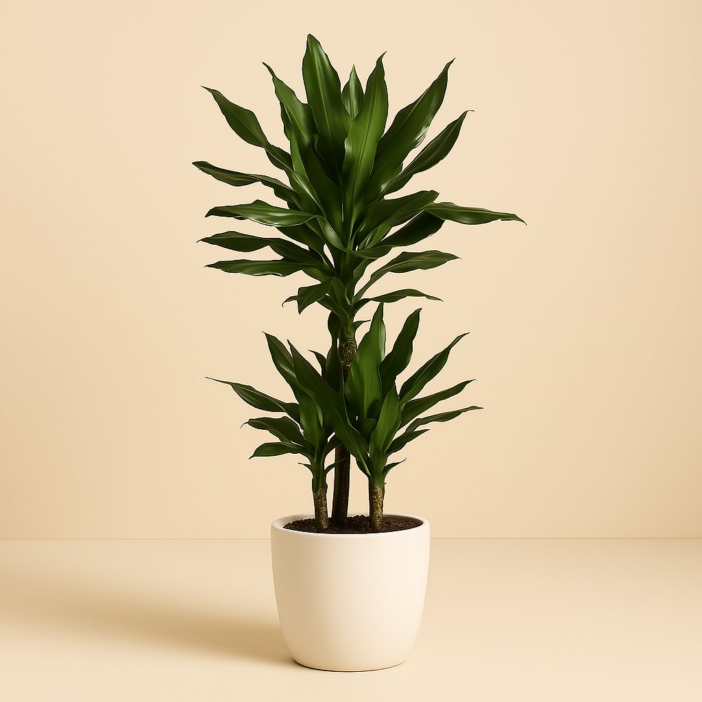 Dracaena Janet Lind - 90cm in einem modernen Studio mit modernem Topf