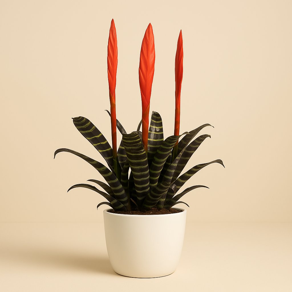 Vriesea - 45cm