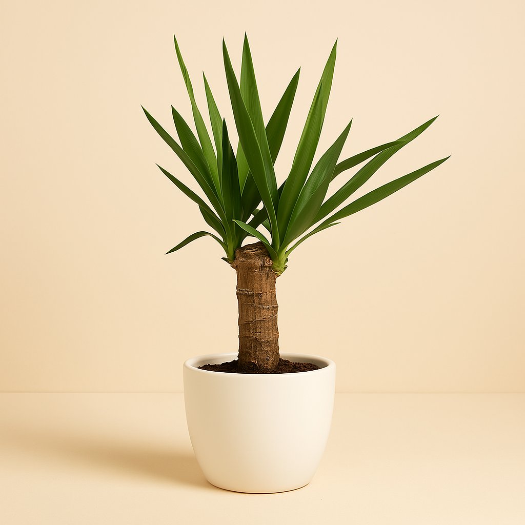 Yucca Elephantipes - 60cm in einem modernen Studio mit modernem Topf