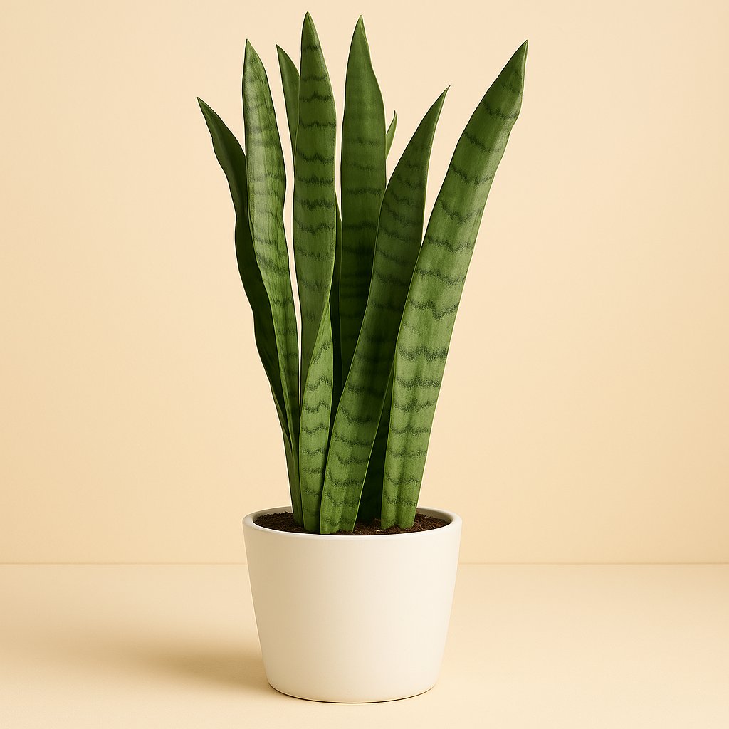 Sansevieria Spearmint - 55cm