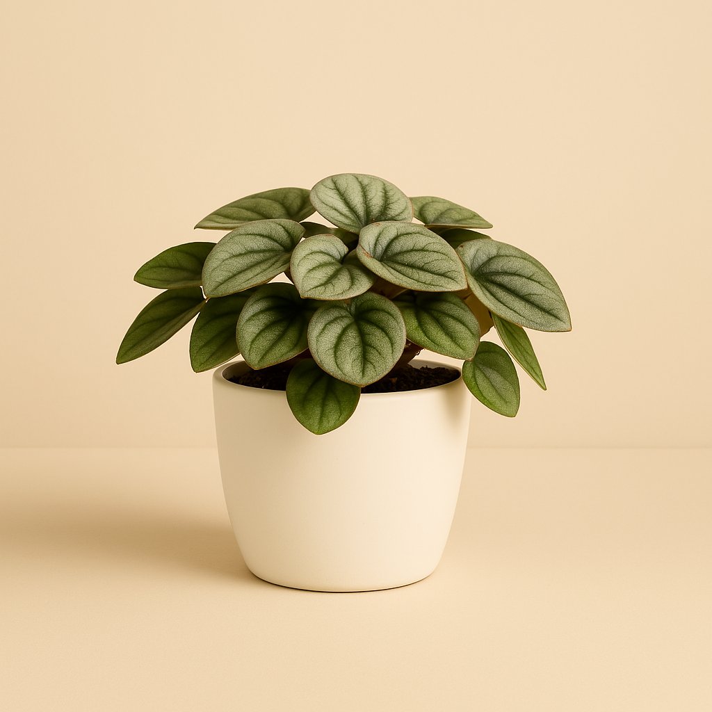 Peperomia Milano - 10cm in einem modernen Studio mit modernem Topf