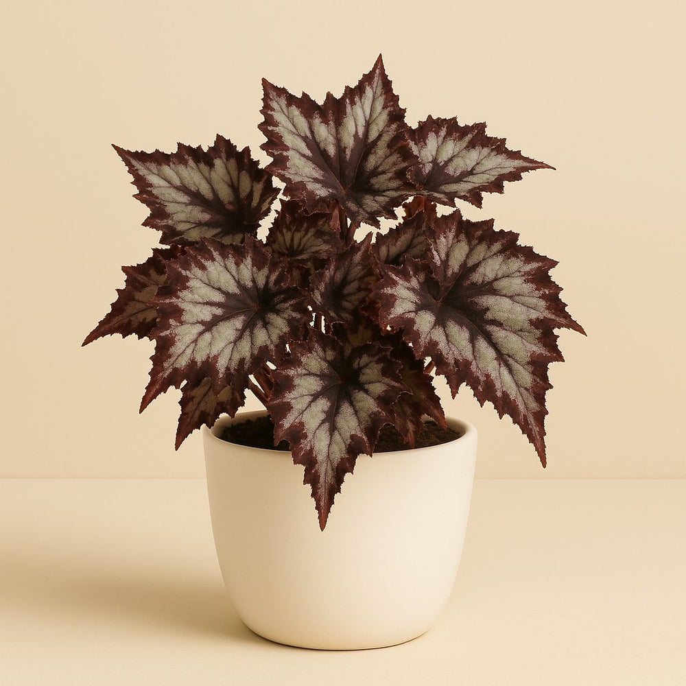 Begonia Rex Silver Limbo - 25cm in einem modernen Studio mit modernem Topf