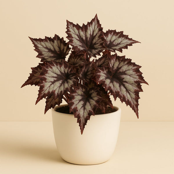 Begonia Rex Silver Limbo - 25cm in einem modernen Studio mit modernem Topf