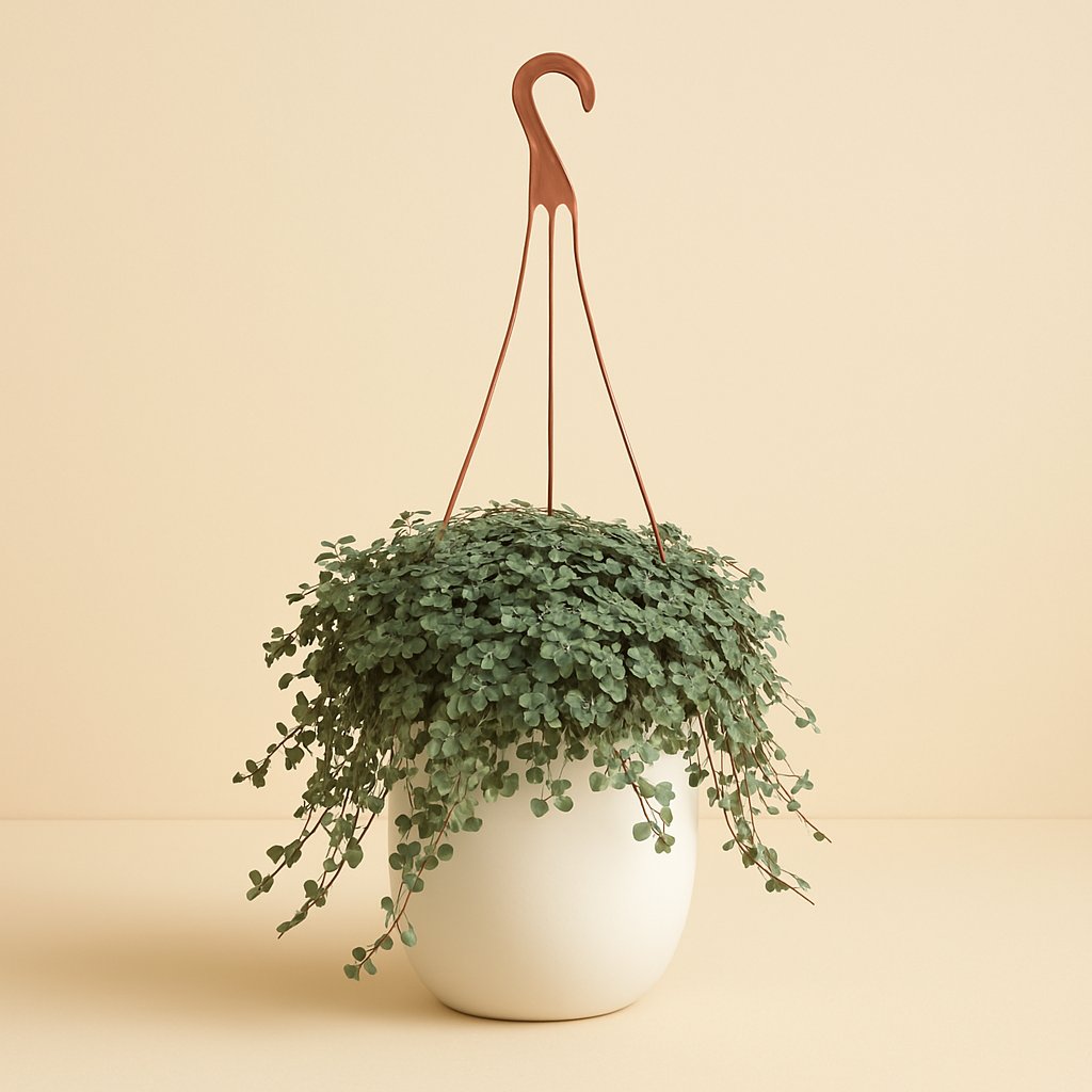 Pilea Glaucophylla - 25cm in einem modernen Studio mit modernem Topf