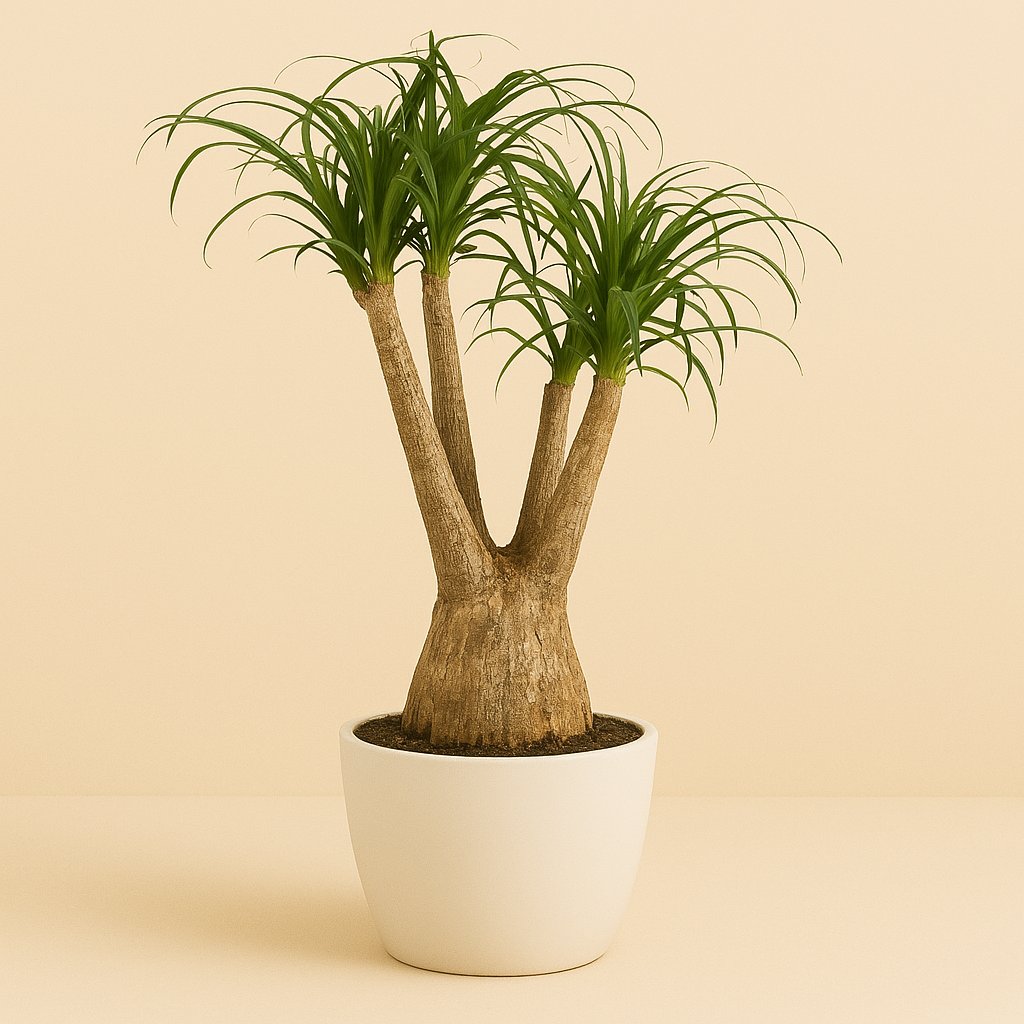 Beaucarnea Nolina - 90cm