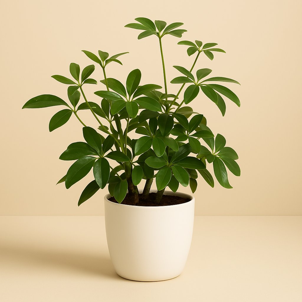 Schefflera Arboricola - 45cm