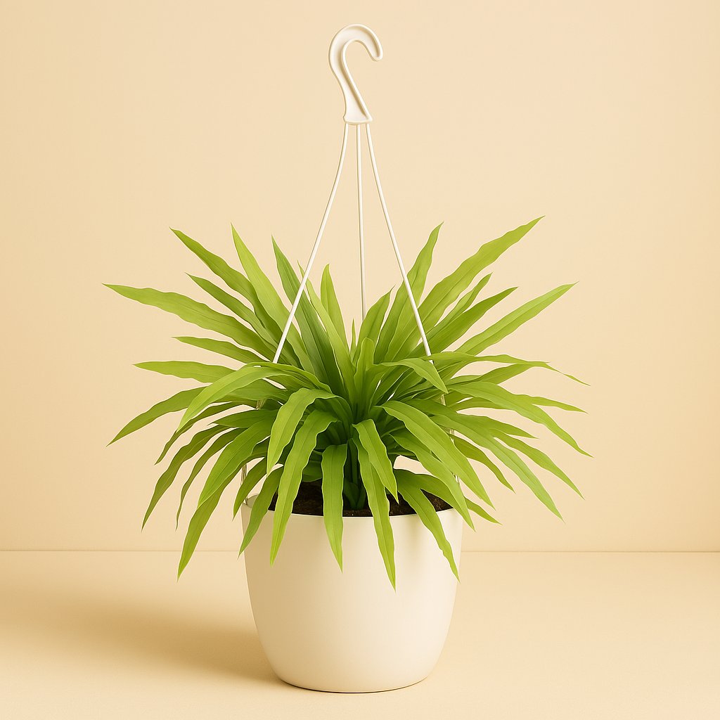 Epiphyllum Pumilum - 70cm