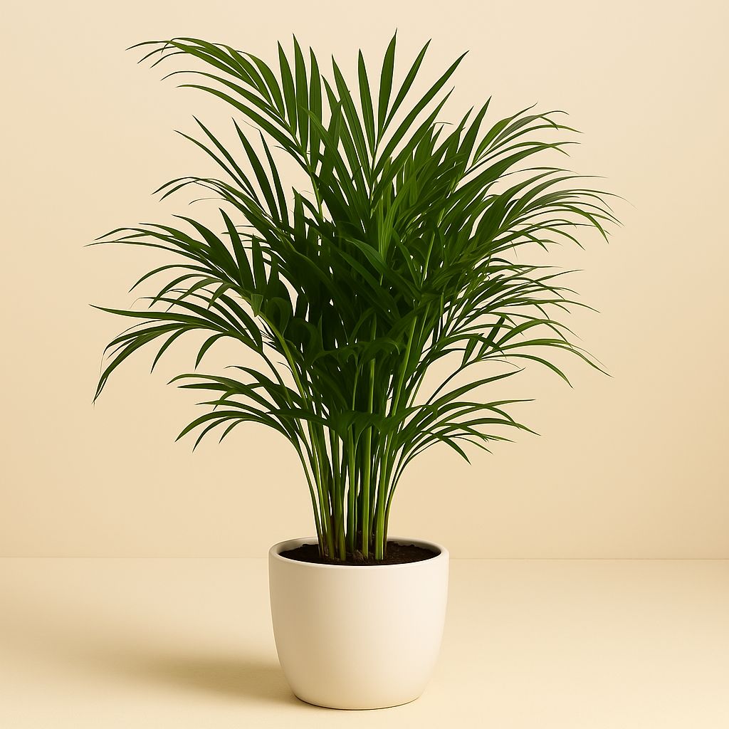 Dypsis Lutescens (Areca) - 90cm