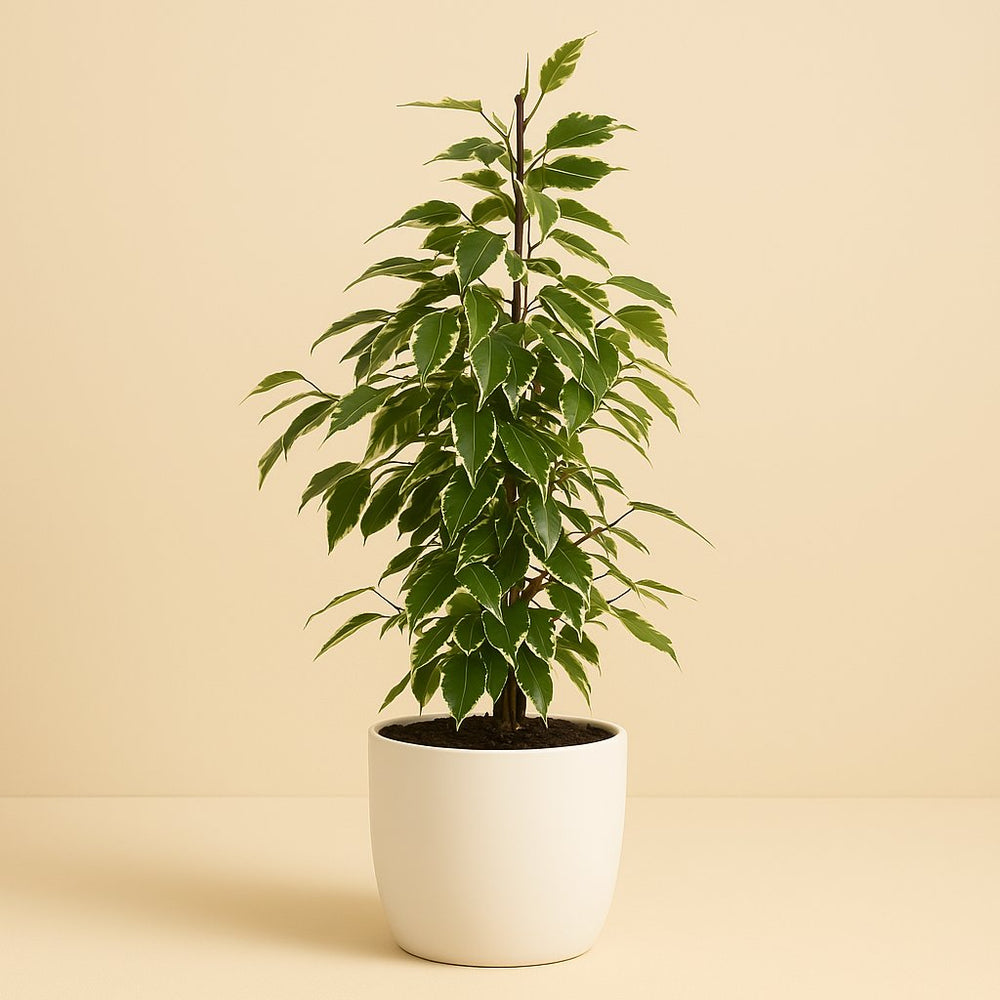 Ficus Benjamina Anastasia 60cm im 17cm Topf