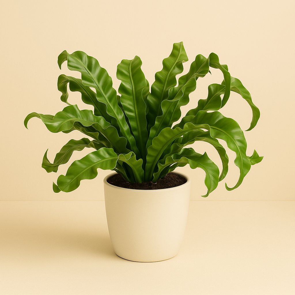 Asplenium Antiquum - 40cm in einem modernen Studio mit modernem Topf