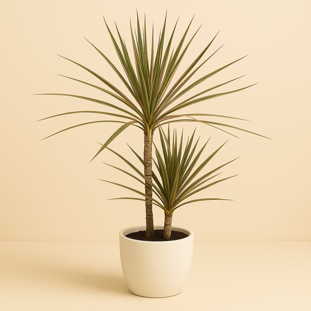 Dracaena Bicolor - 80cm