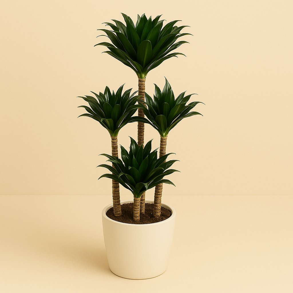 Dracaena Compacta - 130cm