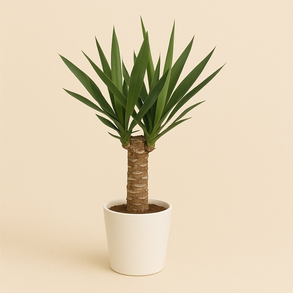 Yucca Elephantipes - 60cm