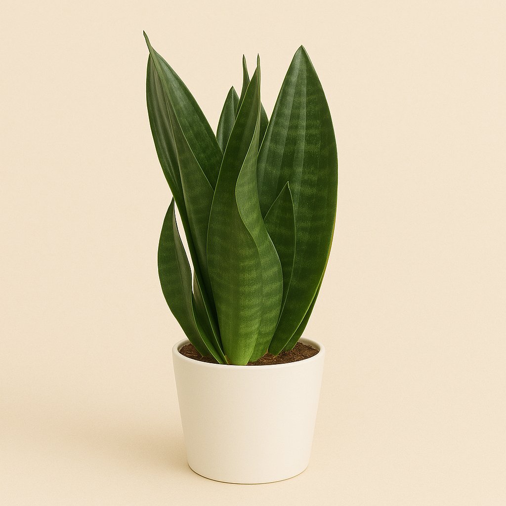Sansevieria Dark Diamond - 40cm