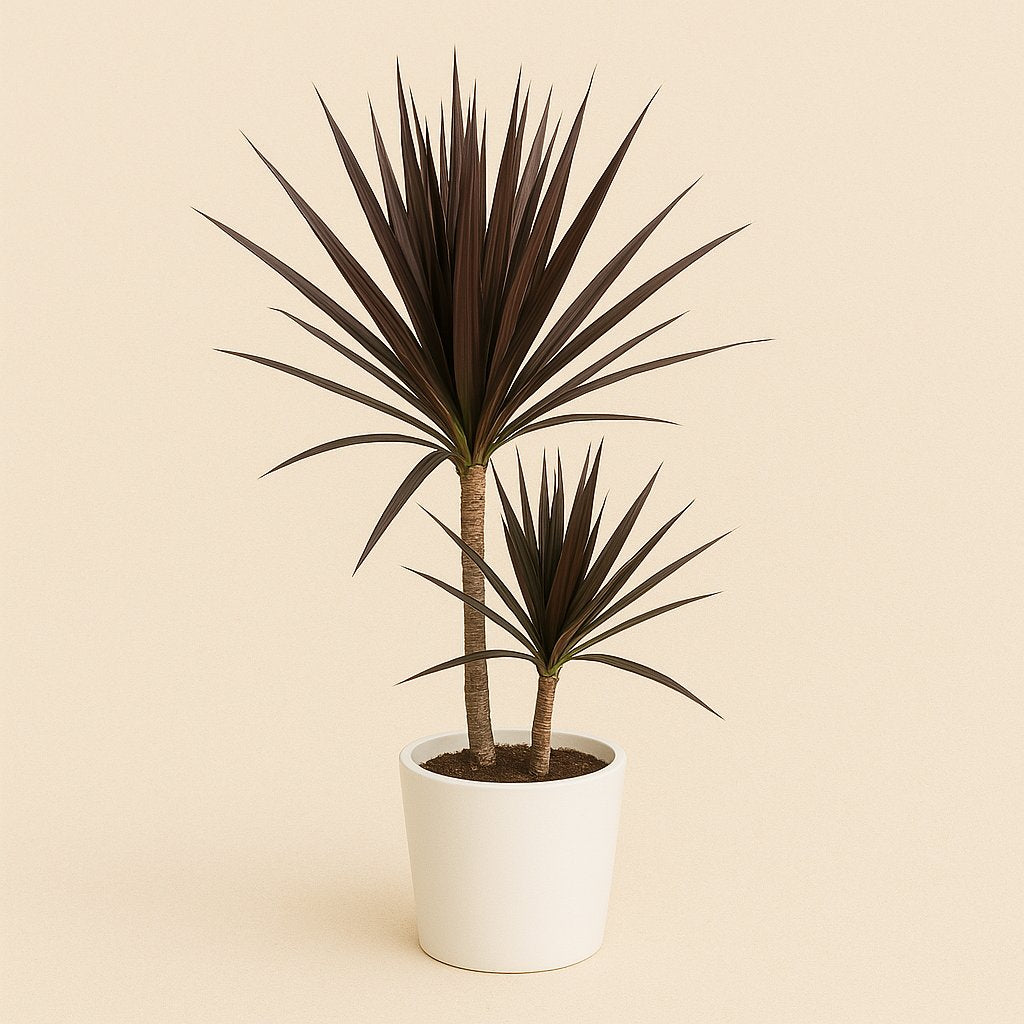 Dracaena Magenta - 70cm