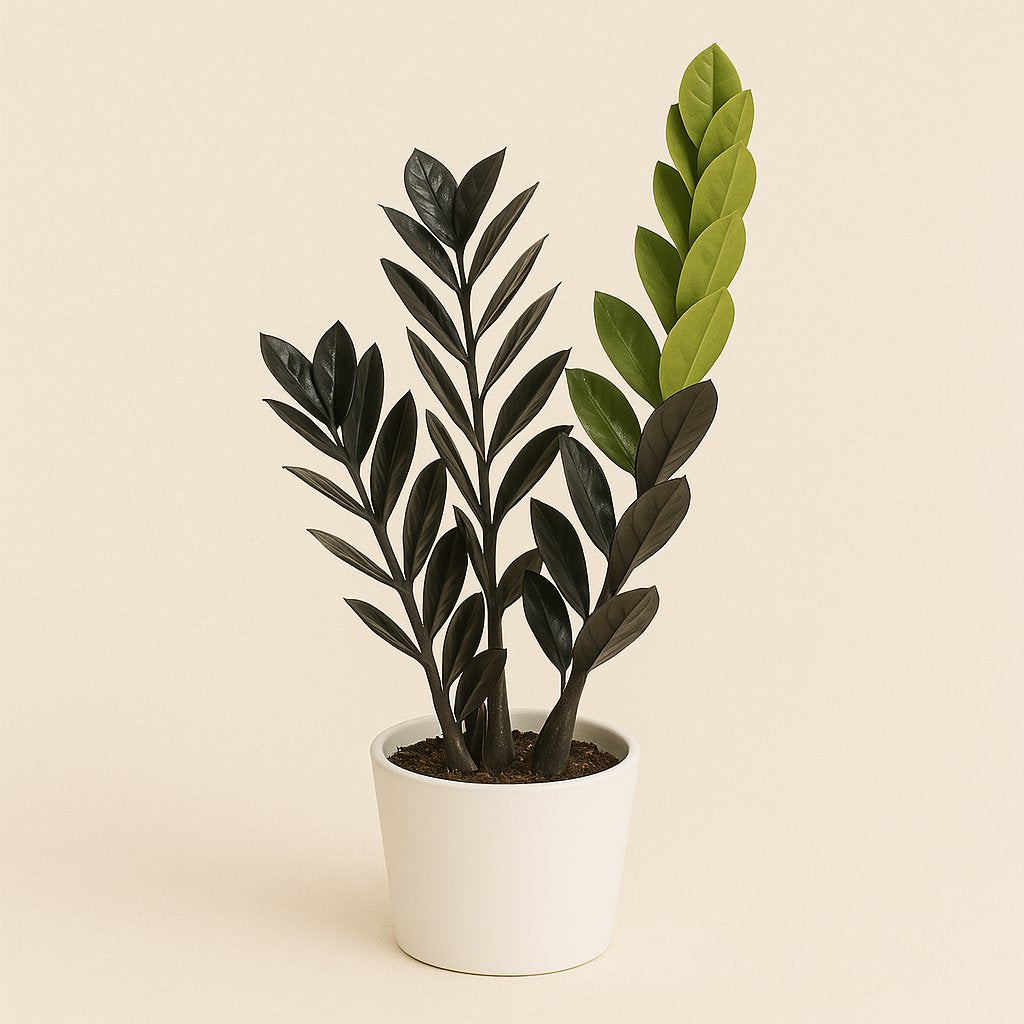 Zamioculcas Raven - 45cm in einem modernen Studio mit modernem Topf
