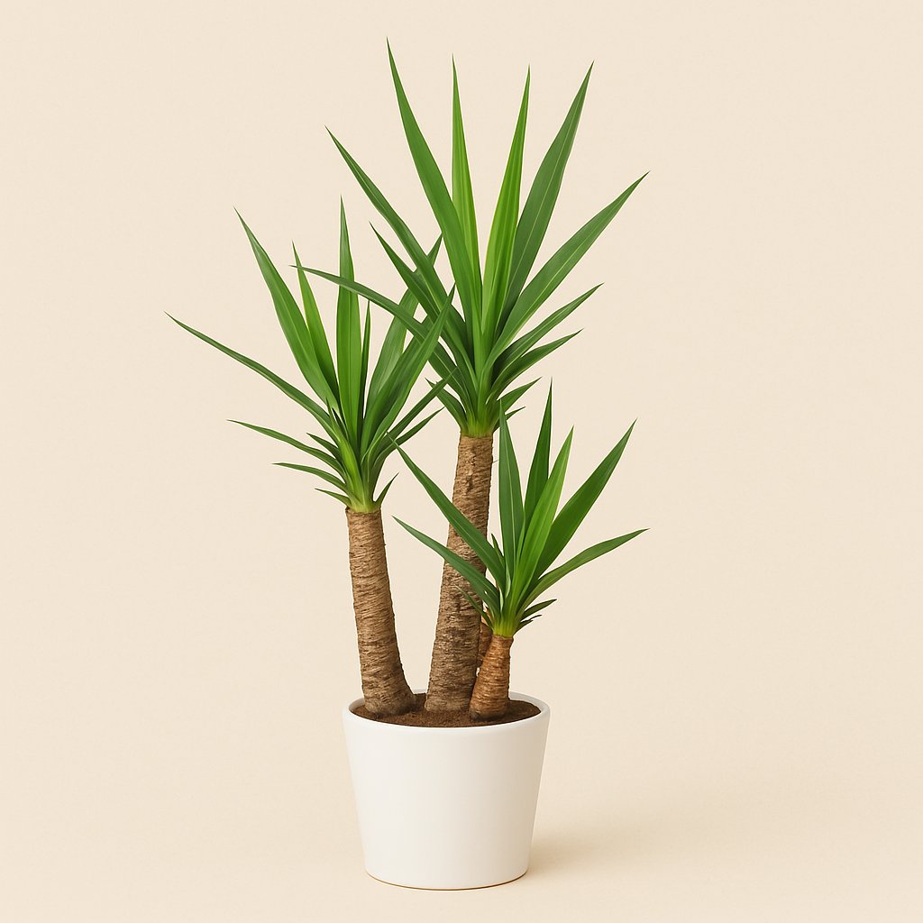 Yucca - 80cm in einem modernen Studio mit modernem Topf