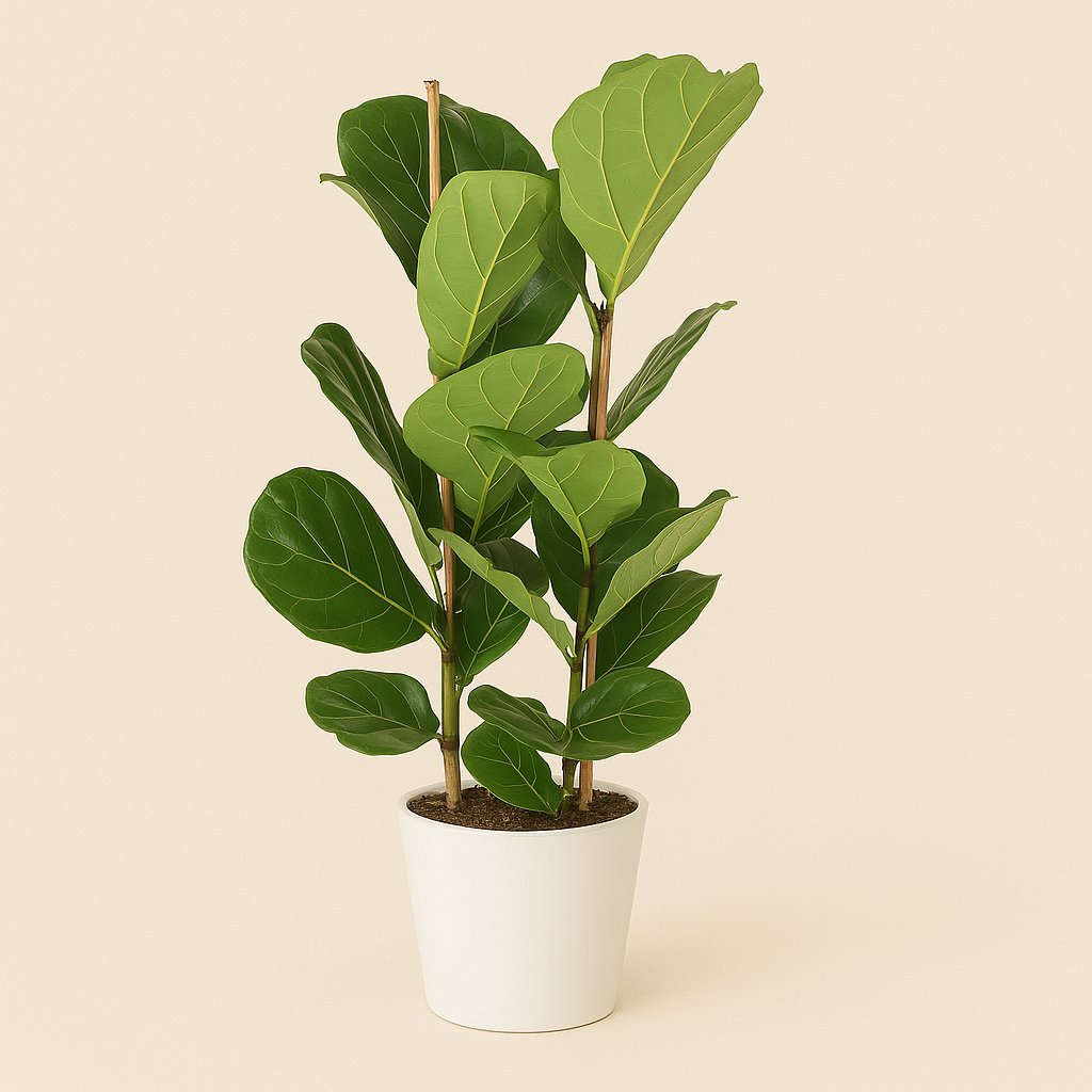 Ficus Lyrata - 110cm