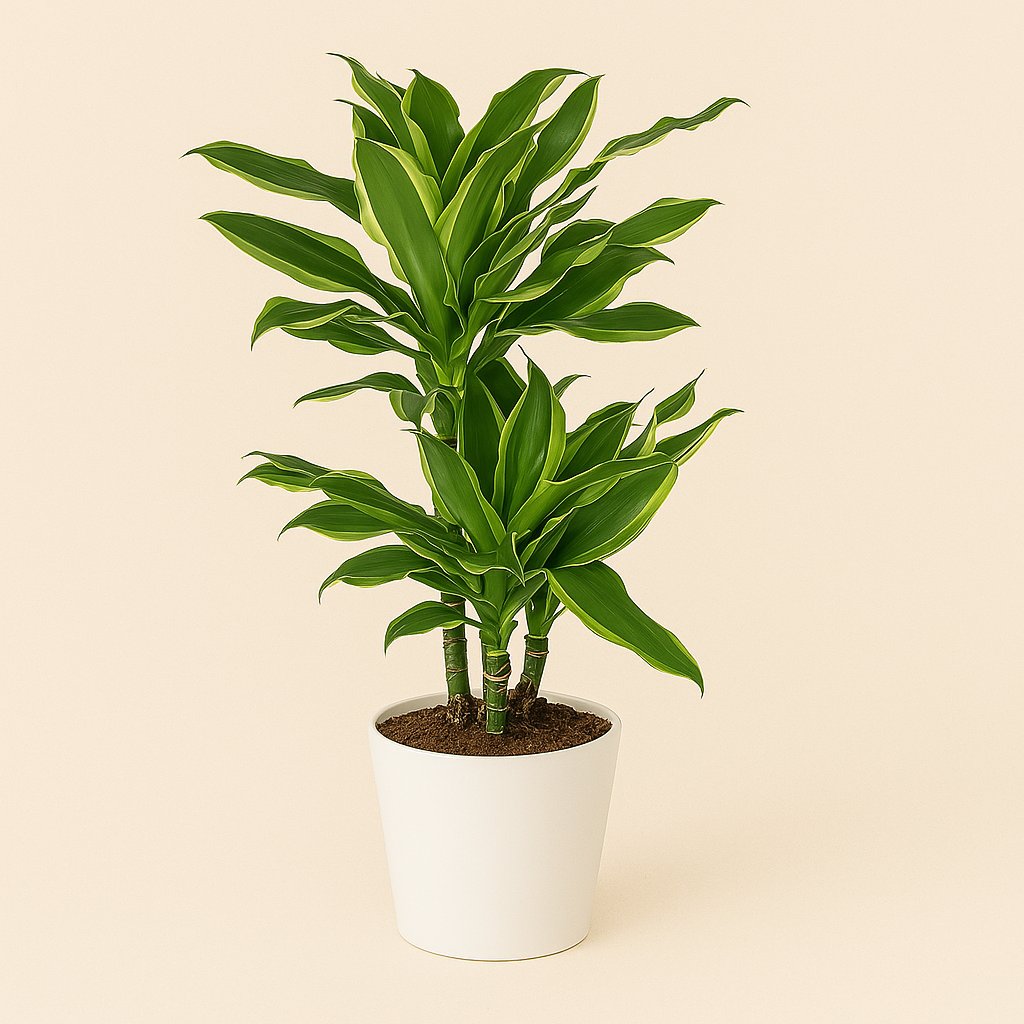 Dracaena Golden Coast - 70cm in einem modernen Studio mit modernem Topf
