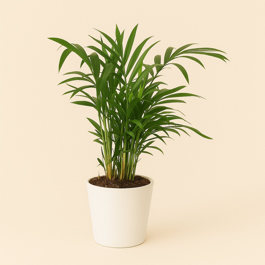 Rhapis Excelsa - 80cm in einem modernen Studio mit modernem Topf