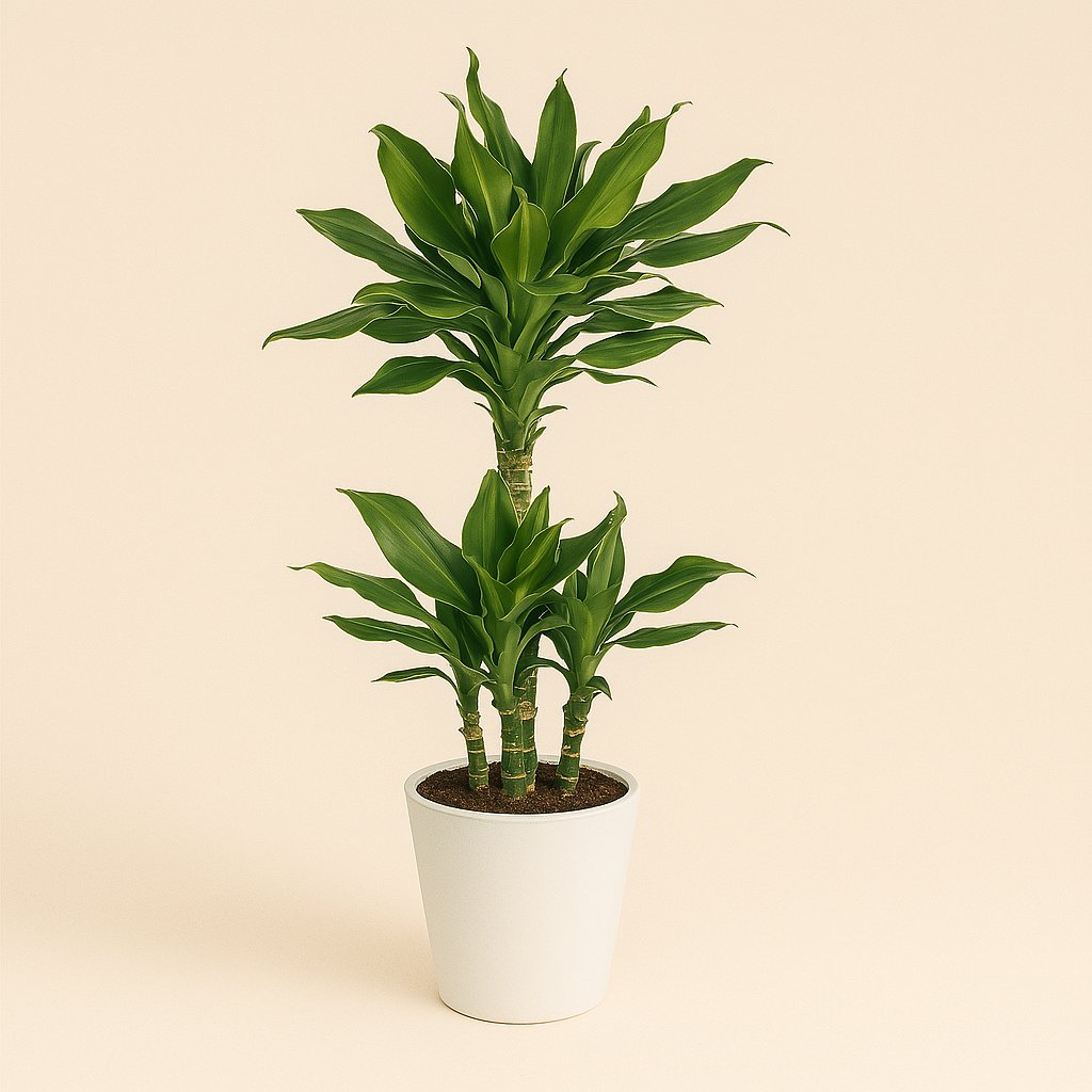 Dracaena Golden Coast - 90cm in einem modernen Studio mit modernem Topf