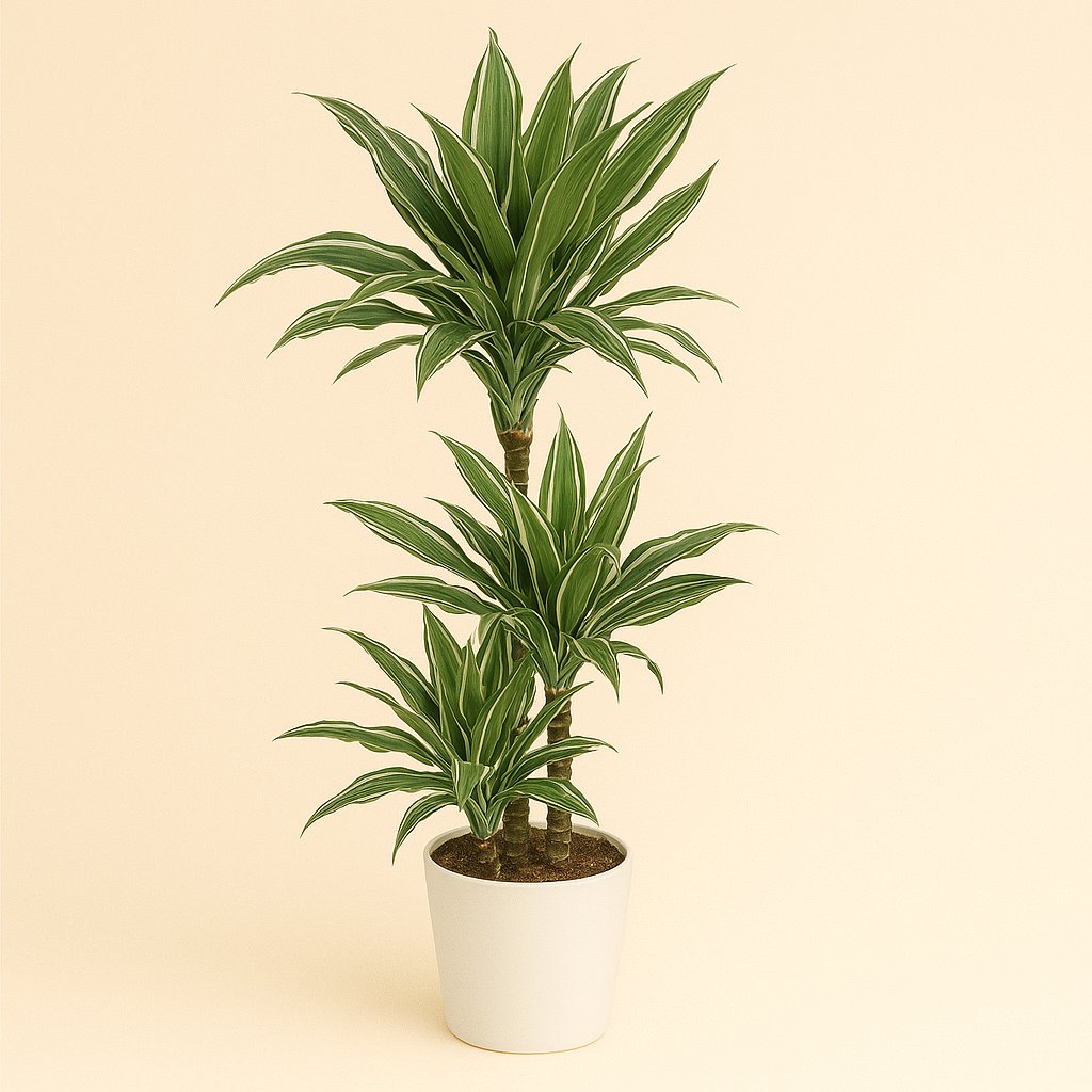 Dracaena Warneckei - 125cm