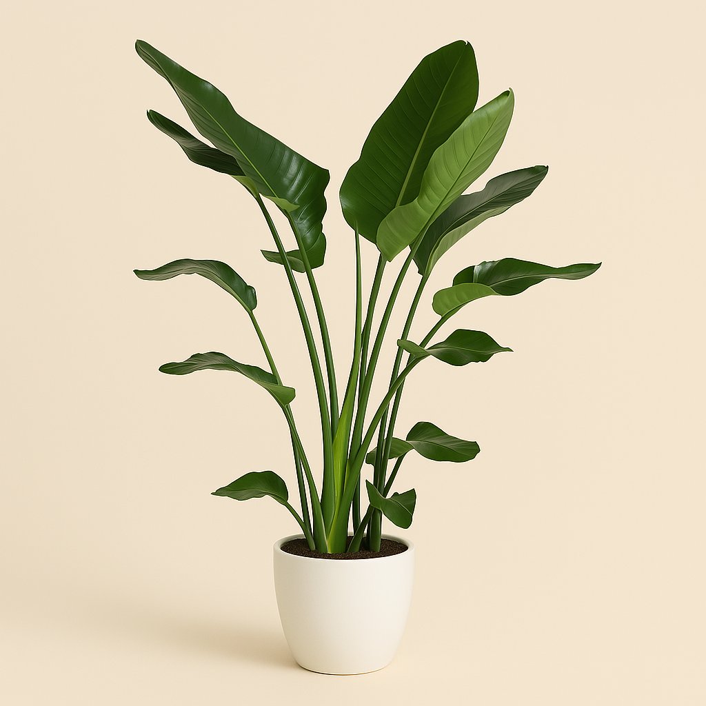 Strelitzia Nicolai - 140cm in einem modernen Studio mit modernem Topf