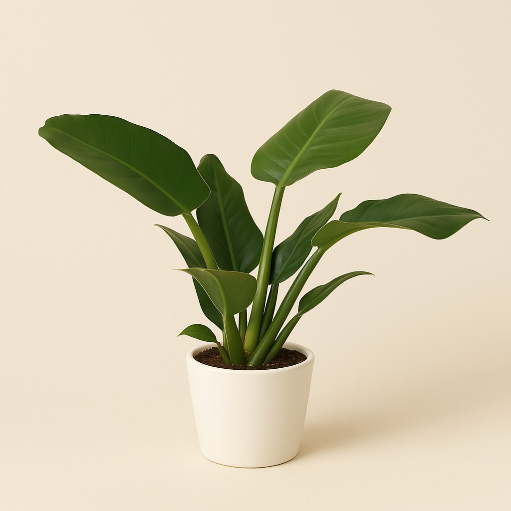 Philodendron Imperial Green - 40cm in einem modernen Studio mit modernem Topf
