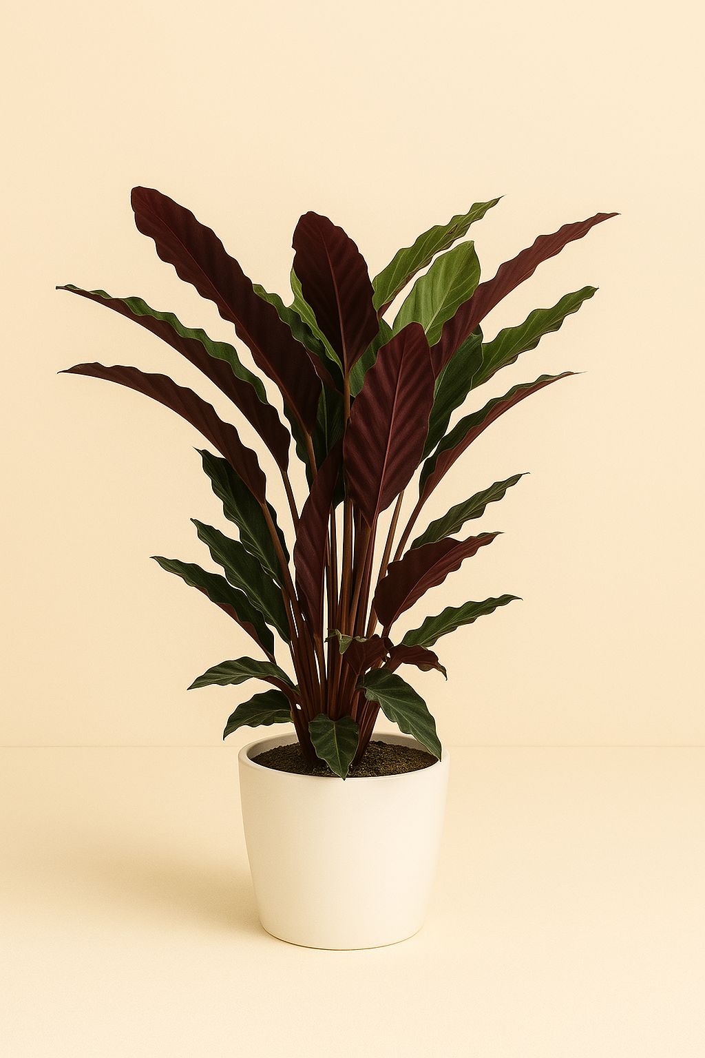 Calathea Rufibarba