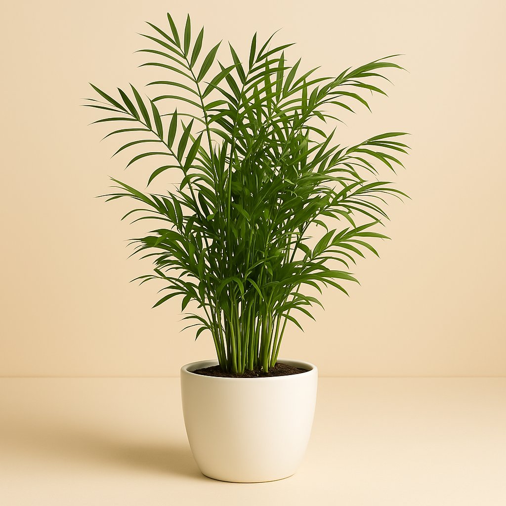 Chamaedorea Seifrizii