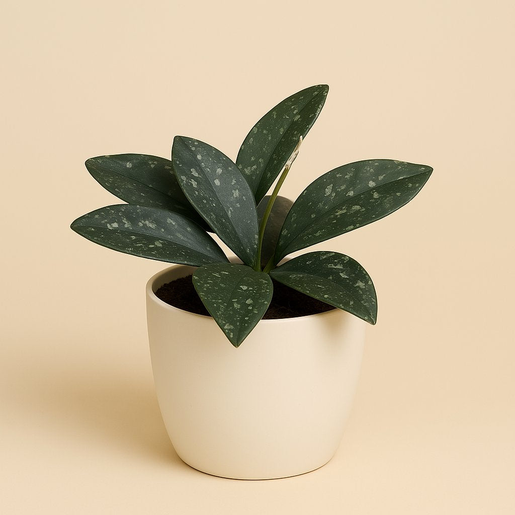 Hoya Rundumensis Splash - Ø10,5cm