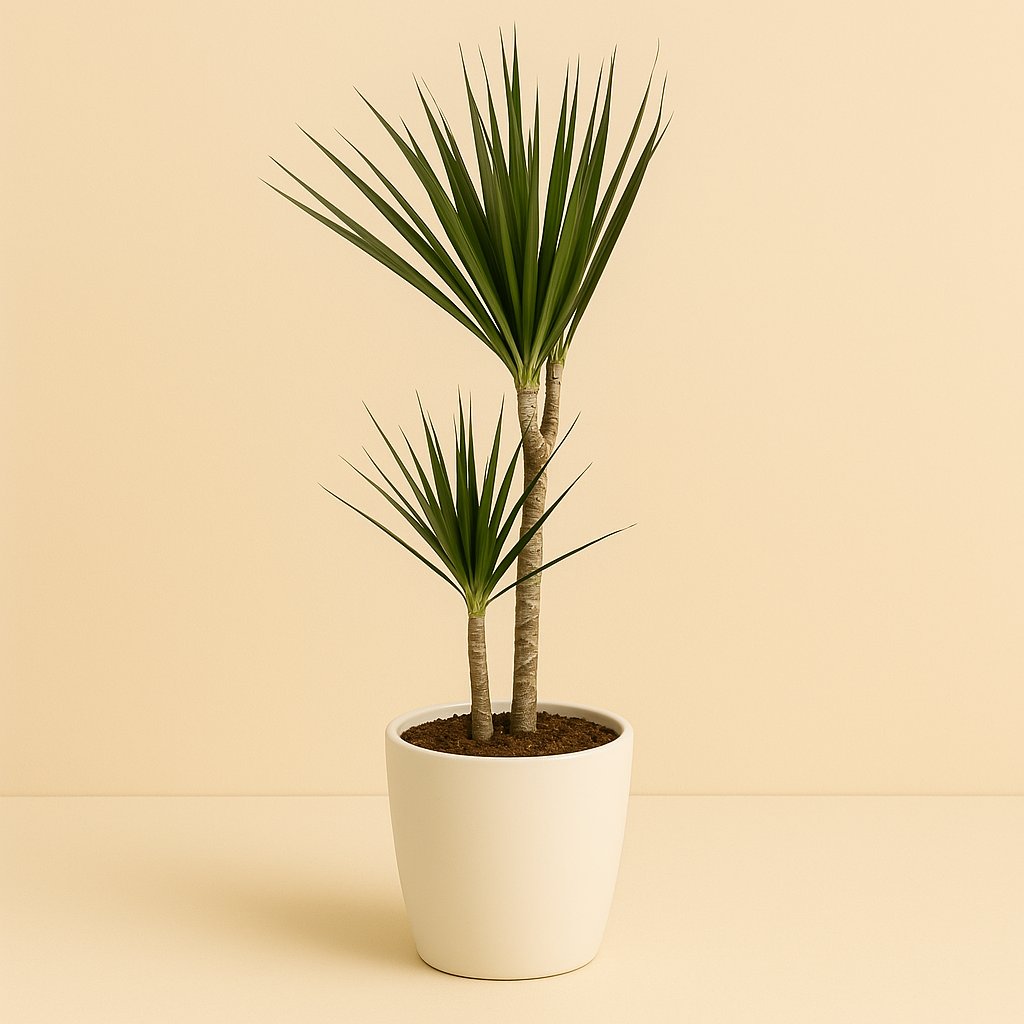 Dracaena Marginata - 75cm in einem modernen Studio mit modernem Topf