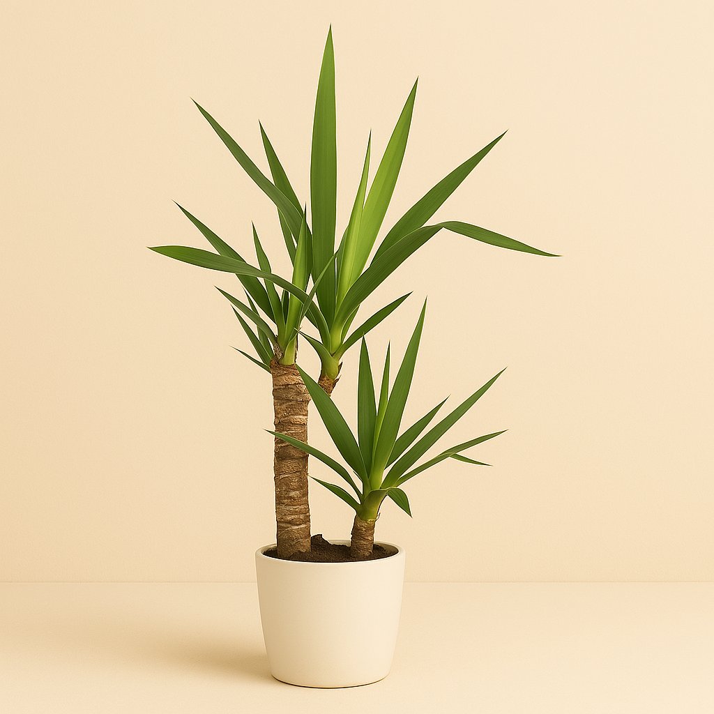 Yucca - 85cm in einem modernen Studio mit modernem Topf