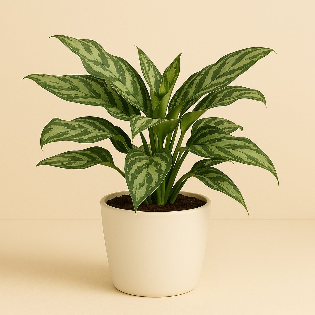 Aglaonema Maria - 40cm in einem modernen Studio mit modernem Topf