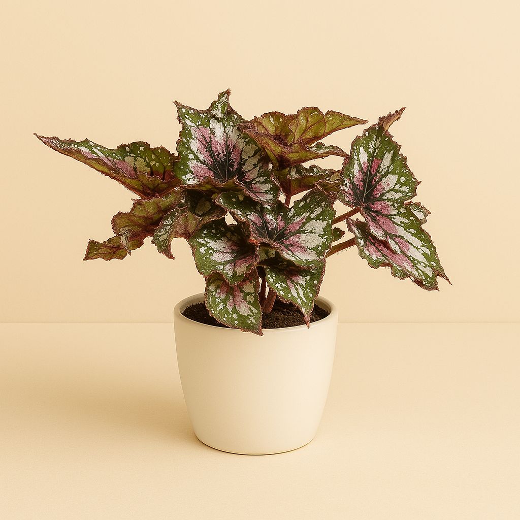 Begonia Alaska Creek - 32cm in einem modernen Studio mit modernem Topf