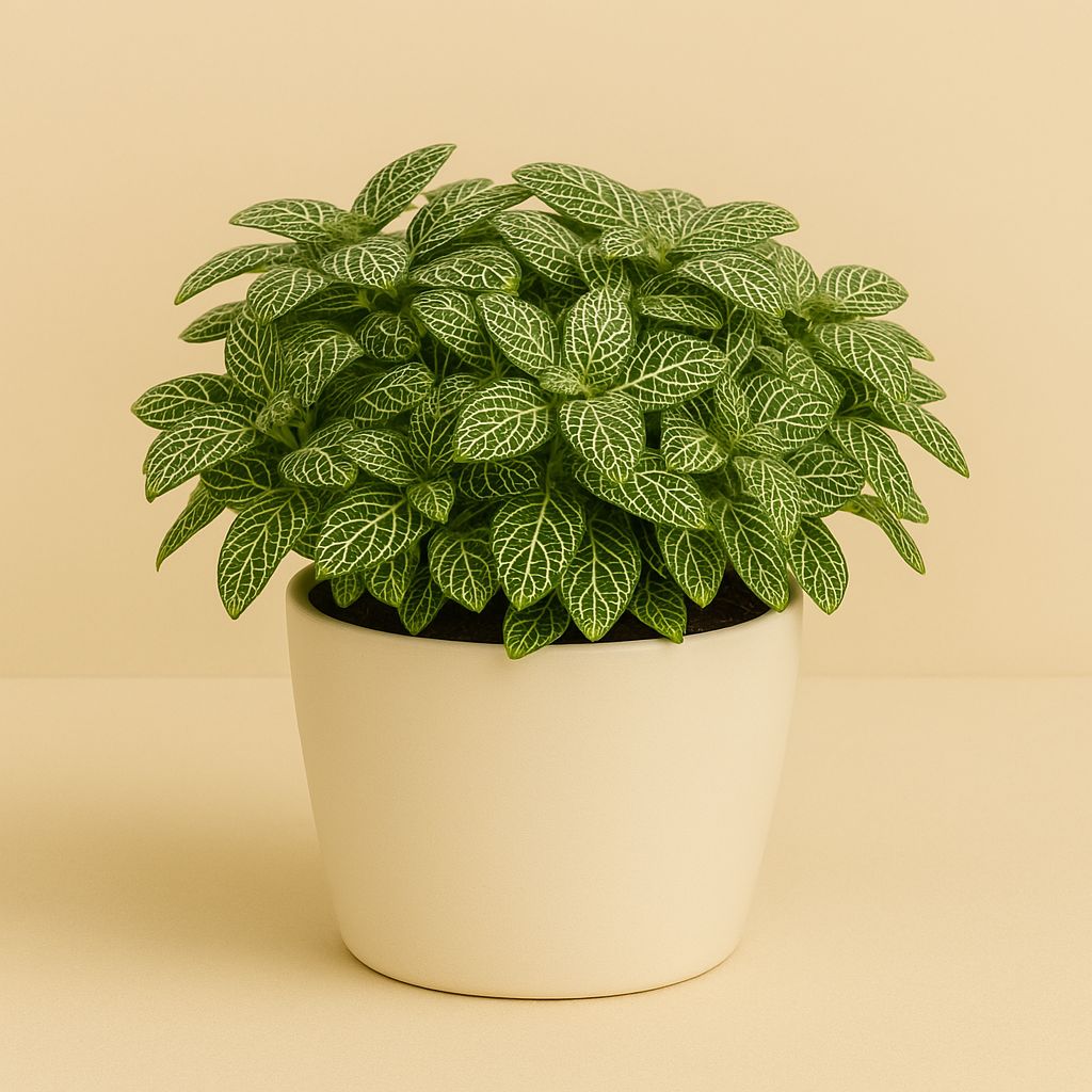 Fittonia Verschaffeltii - 25cm in einem modernen Studio mit modernem Topf