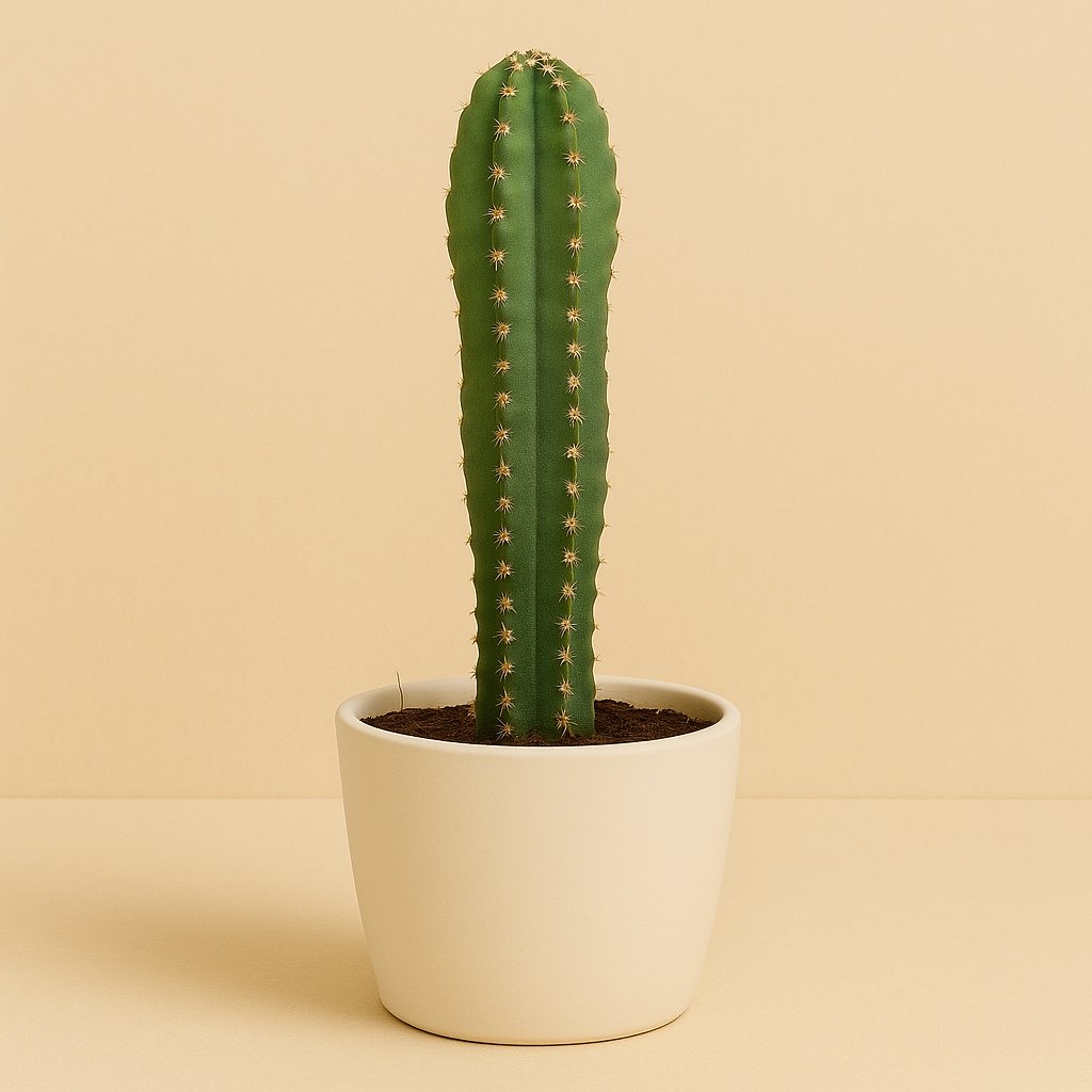 Cereus Peruvianus - 55cm in einem modernen Studio mit modernem Topf