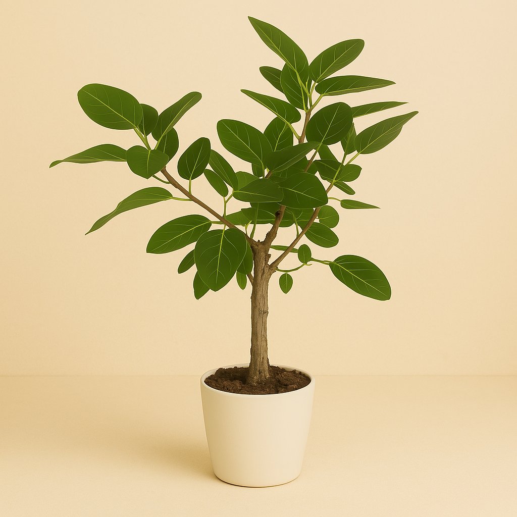 Ficus Altissima - 110cm