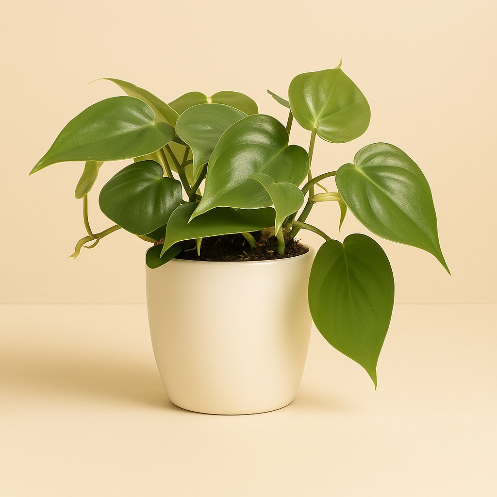Philodendron Scandens - 20cm