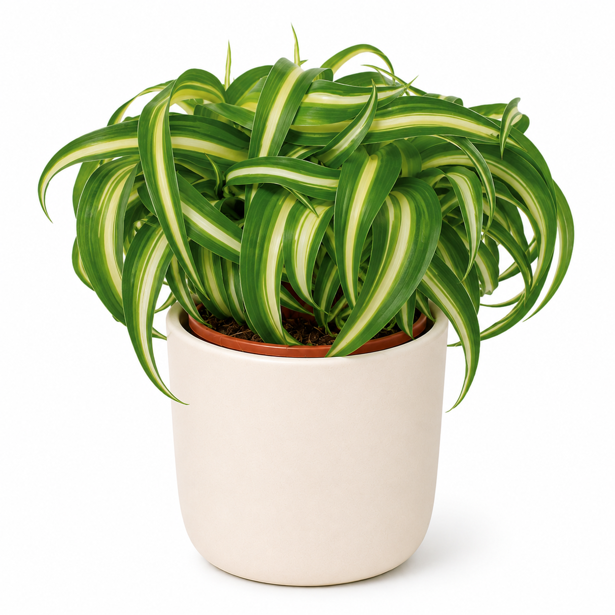 Chlorophytum Bonnie 15cm im 11cm Topf