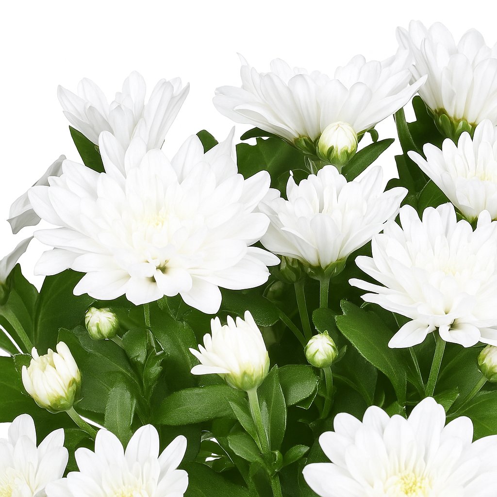 Chrysant Brave - 26cm